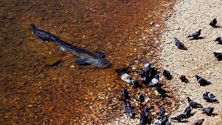 Catfish Grabs and Eat Pigeon by Catfish World [upl. by Namrak550]