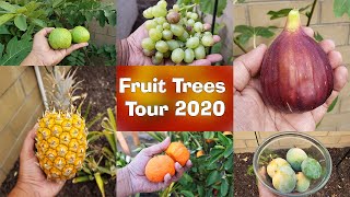 Fruit Tree Tour ALL our Fruit Trees Garden Tour California Backyard Orchard [upl. by Faubert]