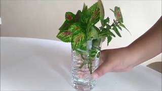 Coleus Propagation in Water by Leaf Cuttings [upl. by Ansley651]