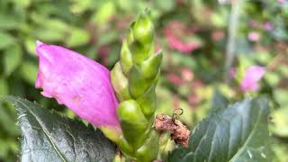 Turtlehead Plant Profile [upl. by Ranita]