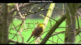 Goldammer mit Gesang  Yellowhammer singing 1080p HD [upl. by Nytsyrk]