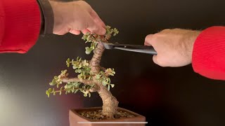 Winter Indoor Bonsai Pruning [upl. by Pulsifer]