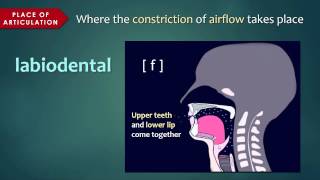 Introduction to Articulatory Phonetics Consonants [upl. by Isidor]