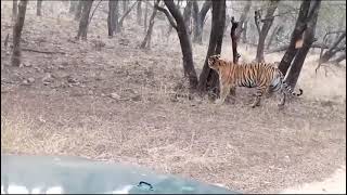 Exciting safari tour in Ranthambore National Park [upl. by Hsirrehc870]