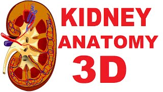 Kidney Anatomy DETAILED Renal Nephron Urinary System [upl. by Nelleeus]