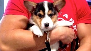 CORGI PUPPY Comes Home  Gatsbys First Day [upl. by Noelyn632]