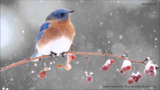 Eastern Bluebird Song [upl. by Anneehs]