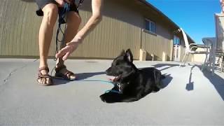 Schipperke puppy life [upl. by Rollo]