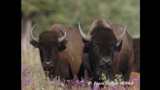 Wood Bison Field Identification [upl. by Yralam871]