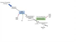 Purine Synthesis and Salvage Pathway [upl. by Aggappe199]