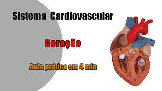 Anatomia Cardiovascular  Coração  Aula Prática [upl. by Suivatnom]