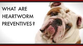 How do Heartworm Preventives Work in Dogs HD [upl. by Amle]