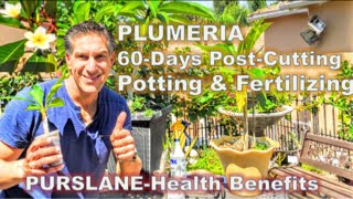 PLUMERIA 60Days PostCutting amp Potting amp Fertilizing Tips  PURSLANEHealth Benefits [upl. by Galen]