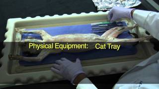 Cat Dissection Muscular System Part 1 [upl. by Ettener]