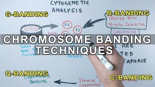 Chromosome Banding Techniques [upl. by Enelyad905]