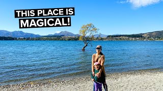 NEW ZEALAND TRAVEL VLOG Day 12  WANAKA  That Wanaka Tree  Lake Wanaka [upl. by Higginbotham]