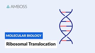 Ribosomal Translocation To the Endoplasmic Reticulum [upl. by Calley504]