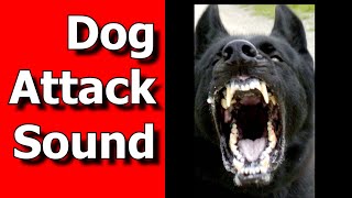 Dog Attack Sound Dog Snarl and BITE Sounds ANGRY DOG Sounds [upl. by Pall]