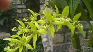 Coelogyne Burfordiense [upl. by Dnaletak113]