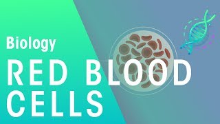 Red Blood Cells  Physiology  Biology  FuseSchool [upl. by Aikahc255]