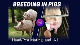 Breeding in Pigs [upl. by Noach]