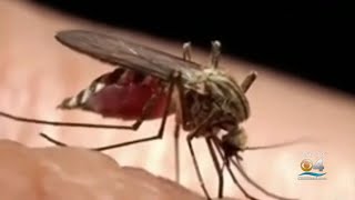 A Look At The Science Behind Mosquito Bites [upl. by Lehmann]