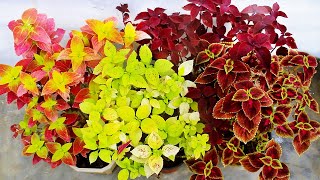 COLEUS Plant CARE 101 AZ Info amp My COLLECTION [upl. by Leirej]