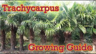 Trachycarpus  Hardy Palm Growing Guide  Chusan Palm [upl. by Yeo]