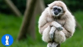 Cute Gibbons Playing amp Climbing [upl. by Slaughter]