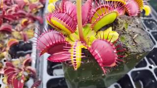 How to feed Venus flytraps [upl. by Oileve]