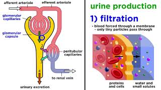 The Urinary System [upl. by Tooley]