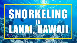 Lanai Snorkelling From Maui with Trilogy [upl. by Nedap]