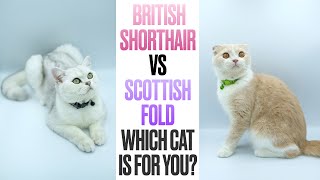 British Shorthair VS Scottish FoldWhich Cat is For You [upl. by Idoux484]