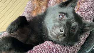 Tired Schipperke dog after a long day at the beach [upl. by Iiette]