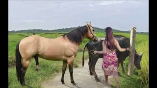 My sister training care her lovely horse in beginner 2021 [upl. by Enomal]