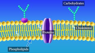 Cell Membrane Structure and Function [upl. by Nosloc]