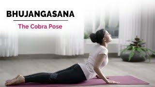 Bhujangasana  Cobra Yoga Pose  Steps  Benefits  Yogic Fitness [upl. by Apicella]