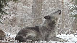 Wolfs Sweet Voice Inspires 50 Wolves to Howl [upl. by Namajneb]