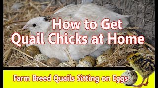 Farming Quails Soaking Eggs at Home  Quail Breeding amp Chicks at home  Small Breeding Setup at home [upl. by Poler]