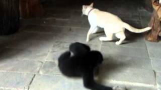 Gibbon VS Cat [upl. by Neleag]