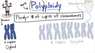 Polyploidy  Tales from the Genome [upl. by Hauge]