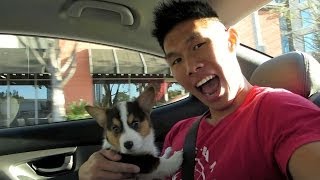 BRINGING HOME A CORGI PUPPY  Life After College Ep 321 [upl. by Yokoyama]