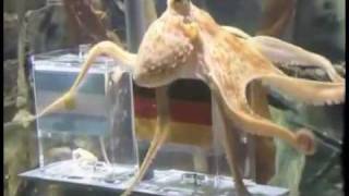 Paul The Octopus  song by Parry Gripp [upl. by Reddin]