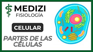 Fisiología Celular  La Célula partes y funciones IGdoctorpaiva [upl. by Olli287]