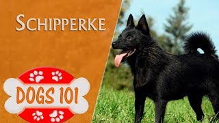 Dogs 101  SCHIPPERKE  Top Dog Facts About the SCHIPPERKE [upl. by Aij]