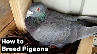 How to Breed Pigeons  Step by Step [upl. by Lorene]