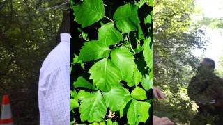 Toxicodendron radicans [upl. by Nit]