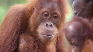 Orangutans and Otters Living Together [upl. by Shah]