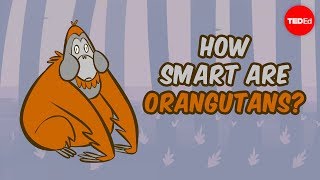 How smart are orangutans  Lu Gao [upl. by Nedyrb139]