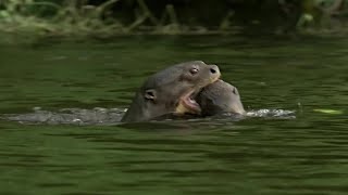 Otter Family Defeats Caiman in an Incredible Fight  BBC Earth [upl. by Beverlee997]